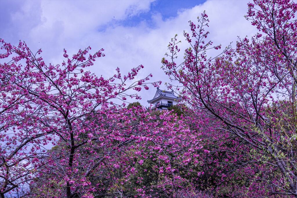 掛川桜とお城