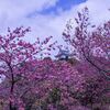 掛川桜とお城