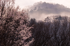 霧の春山