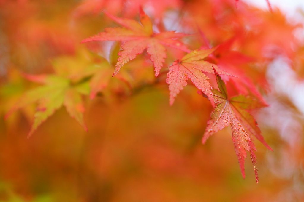 紅初め