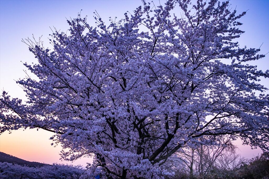 桜の花束