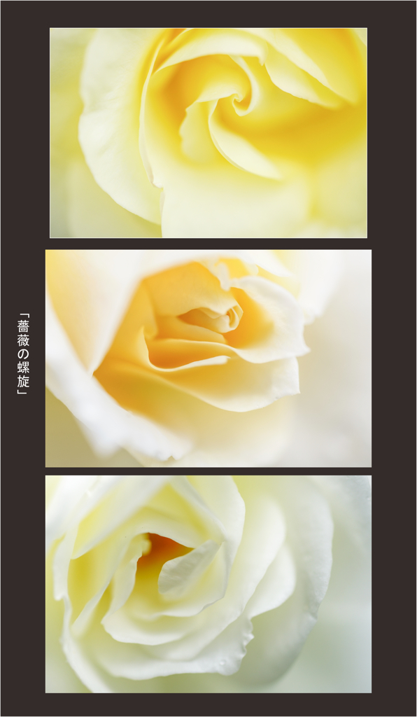 薔薇の螺旋