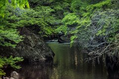 新緑の渓流