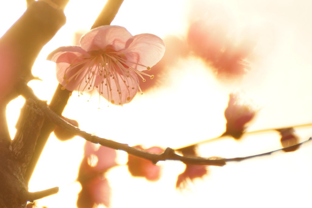 炎花