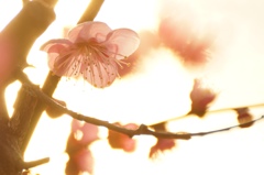 炎花