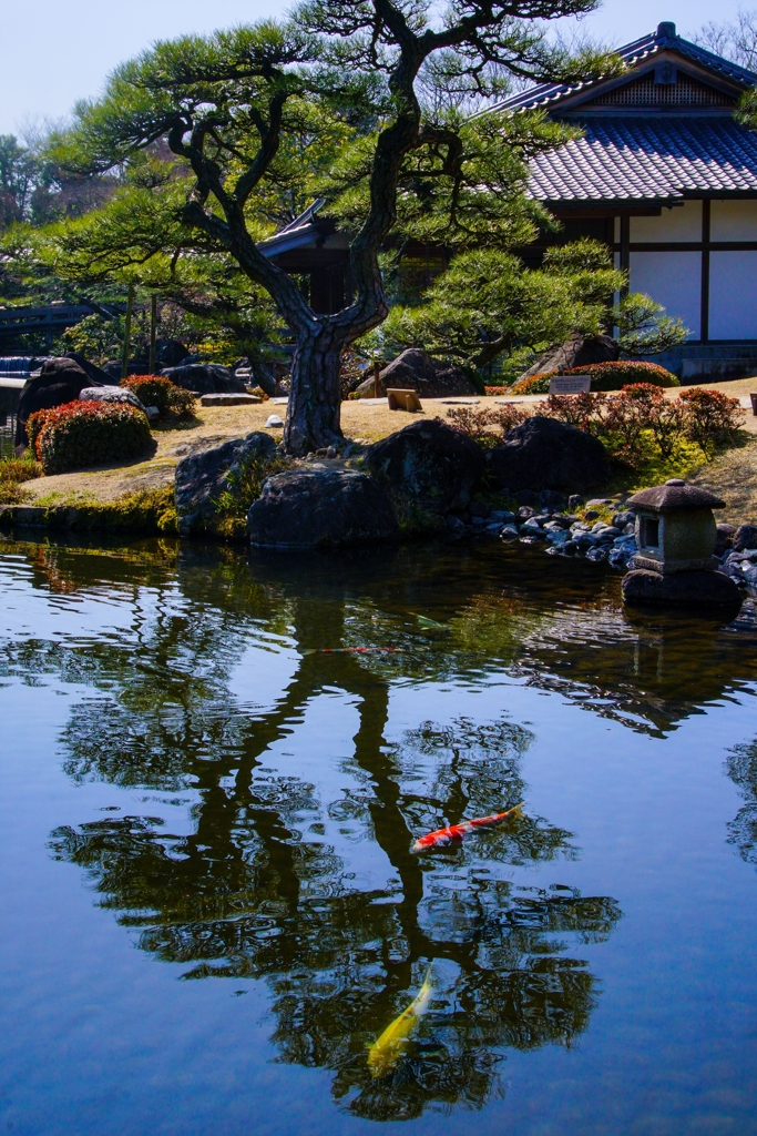 水面の一本松