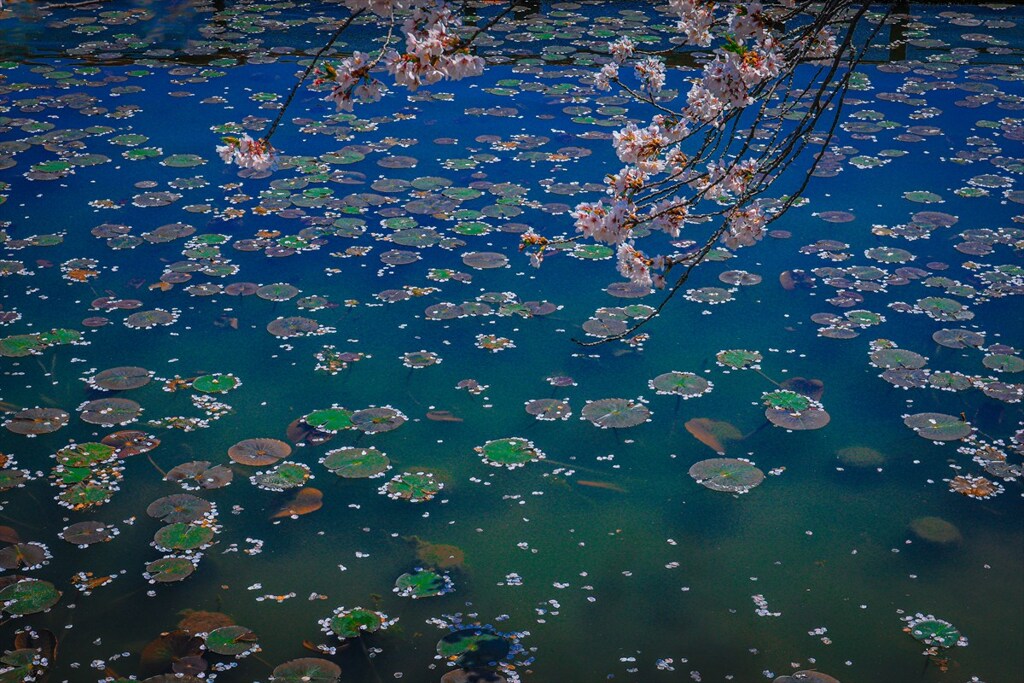 青い水面
