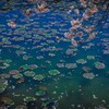 青い水面