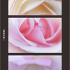 薔薇の雫