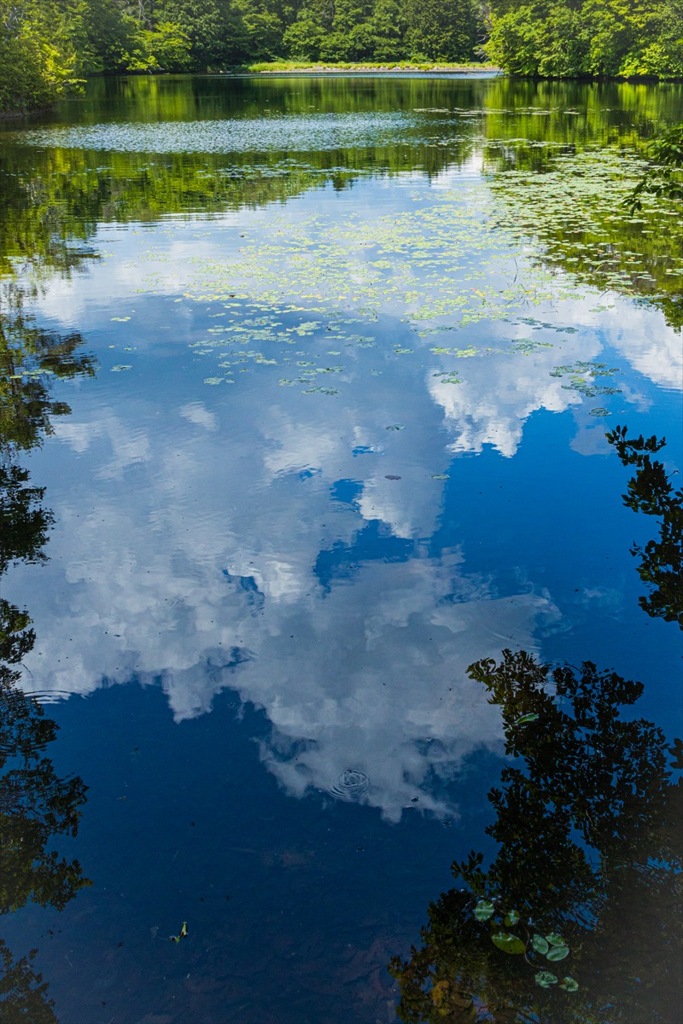 湖面の夏