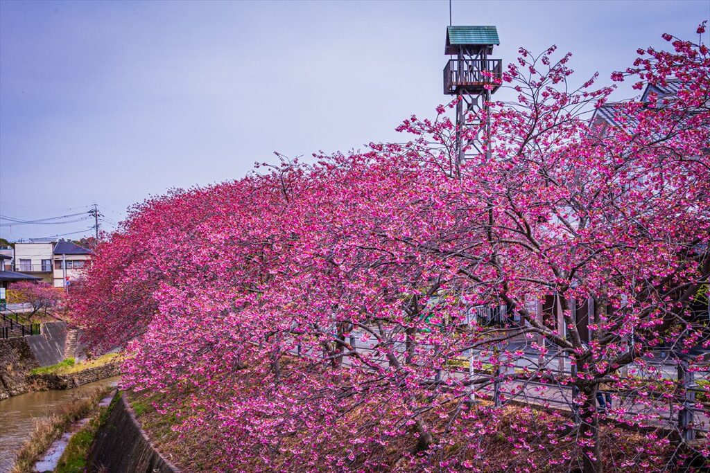 掛川桜と火見櫓