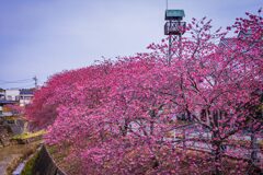 掛川桜と火見櫓