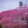 掛川桜と火見櫓