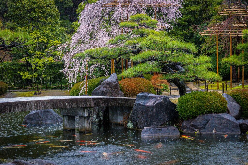 雨の好古園