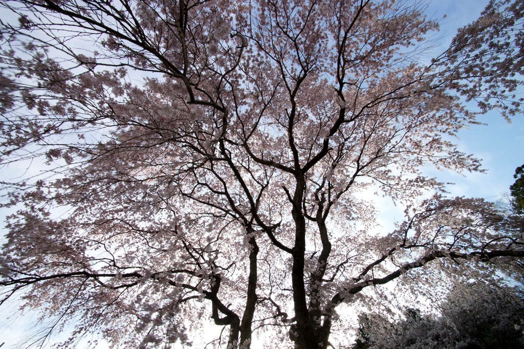 降り注ぐ春