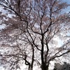 降り注ぐ春
