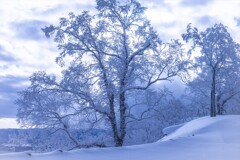 雪花樹