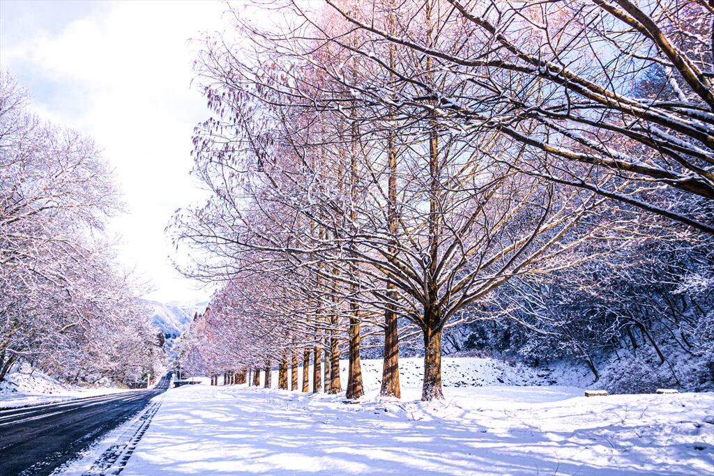 雪枝の並木３