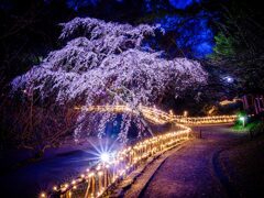 宵桜４・浜松城
