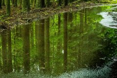 水鏡の森