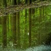 水鏡の森