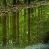 水鏡の森