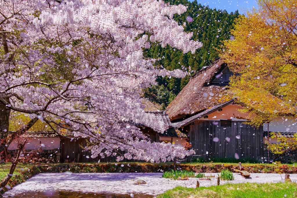 晴天桜吹雪