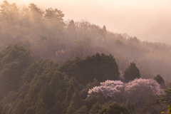 春の霧