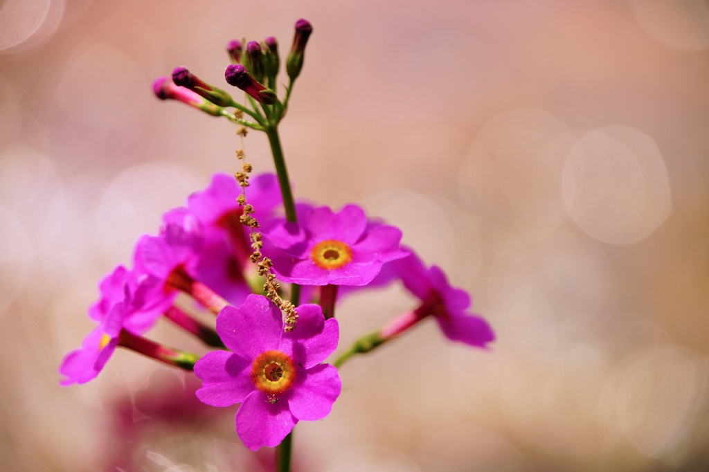 花の髪飾り