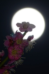 月影の花
