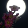 月影の花