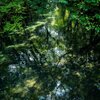 水面の緑
