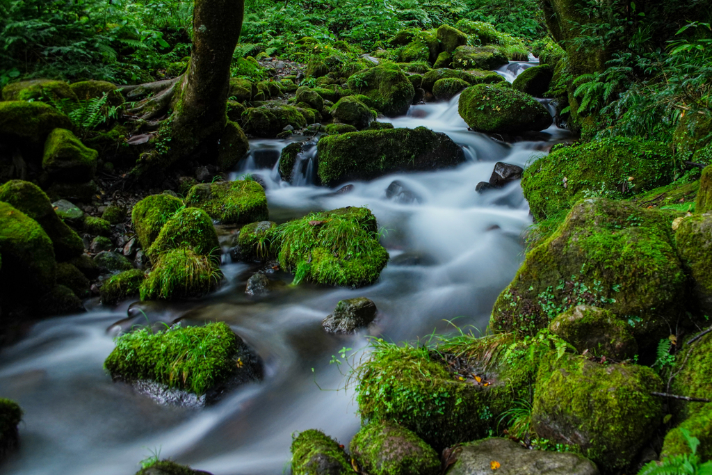 水源の森