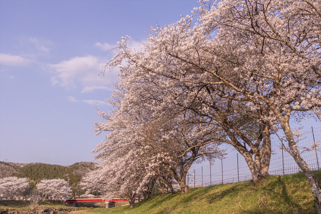 桜晴れ