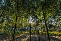 東海道御油松並木公園にて２