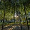 東海道御油松並木公園にて２