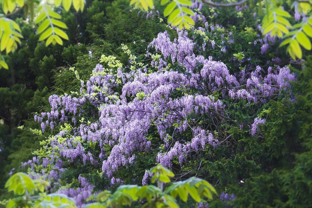 新緑に包まれて