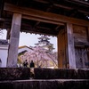 城門と桜