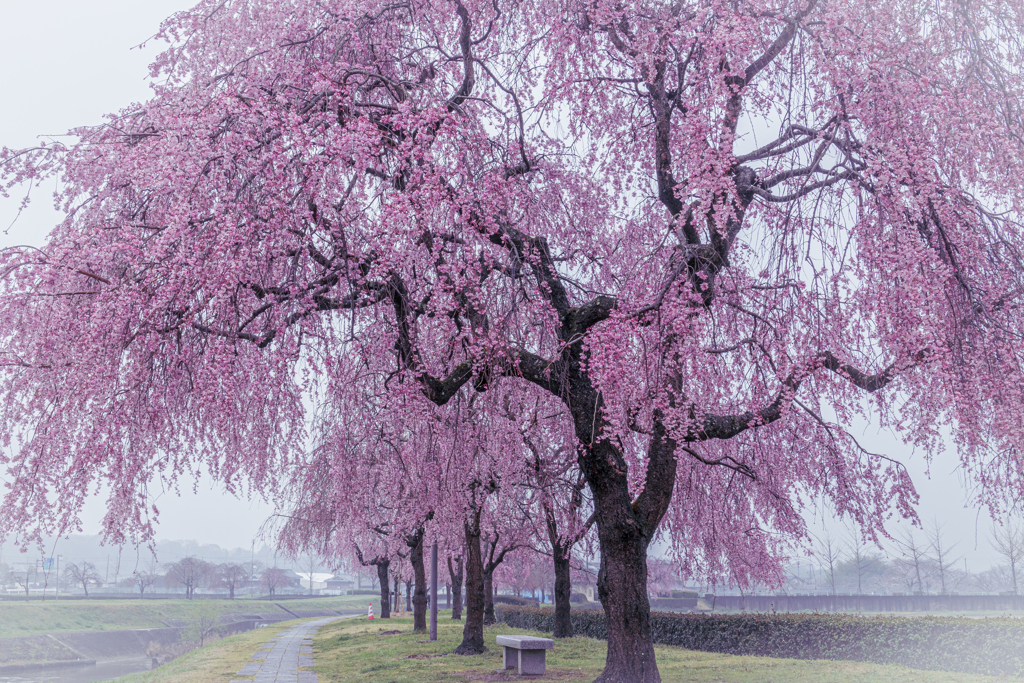 朝靄の桜堤