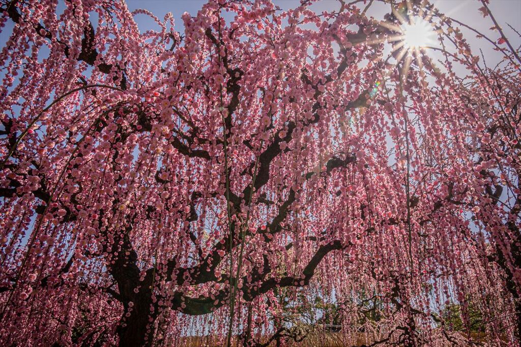 花日和