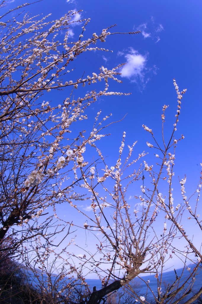 梅花蒼天