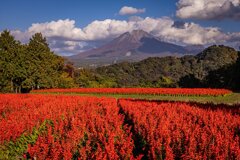 サルビアと伯耆富士