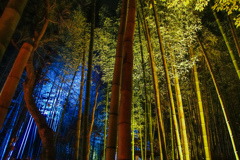 竹林の明かり