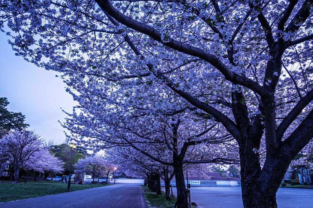 駿府城の桜２