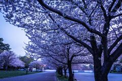 駿府城の桜２