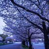 駿府城の桜２