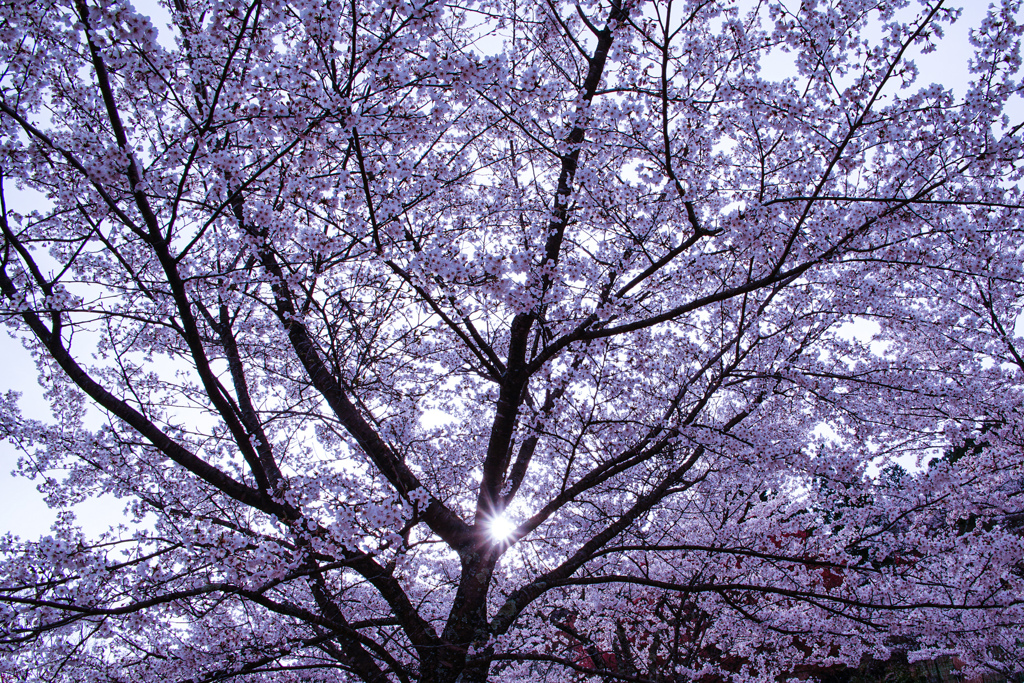 桜扇