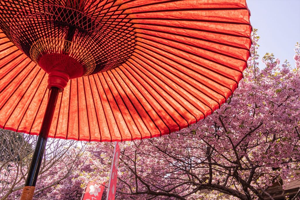傘下観桜