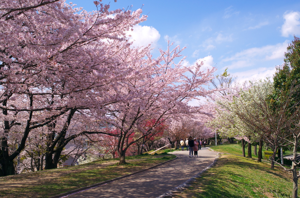 桜並木