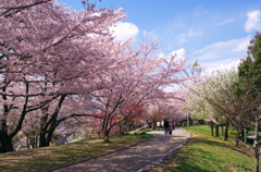 桜並木